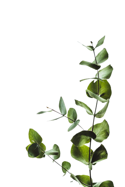 leaf image